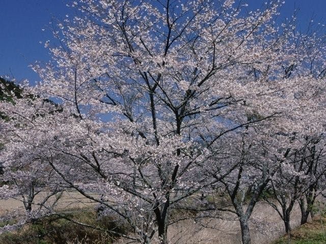 仁淀川町 いの町お花見21 仁淀川町 いの町 情緒あふれる桜景色を満喫 お花見おすすめ人気スポット8選 一休 Comレストラン
