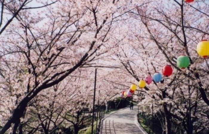 柳川 八女 筑後お花見21 柳川 八女 筑後 情緒あふれる桜景色を満喫 お花見おすすめ人気スポット14選 一休 Comレストラン 柳川 八女 筑後お花見21 柳川 八女 筑後 情緒あふれる桜景色を満喫 お花見おすすめ人気スポット14選 一休 Comレストラン
