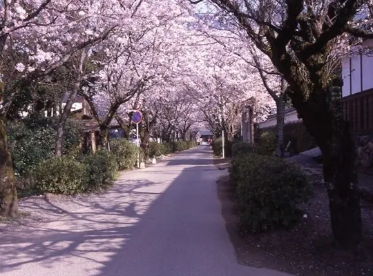 清水公園 福岡県 福岡 柳川 八女 筑後 人気お花見スポット 一休 Comレストラン 清水公園 福岡県 福岡 柳川 八女 筑後 人気お花見スポット 一休 Comレストラン