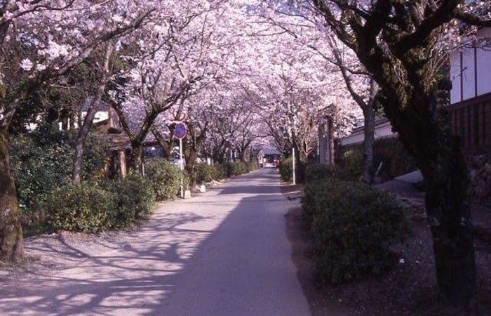 柳川 八女 筑後お花見21 柳川 八女 筑後 情緒あふれる桜景色を満喫 お花見おすすめ人気スポット14選 一休 Comレストラン 柳川 八女 筑後お花見21 柳川 八女 筑後 情緒あふれる桜景色を満喫 お花見おすすめ人気スポット14選 一休 Comレストラン