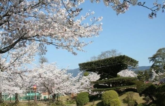 佐世保 ハウステンボスお花見22 佐世保 ハウステンボス 情緒あふれる桜景色を満喫 お花見おすすめ人気スポット7選 一休 Comレストラン 佐世保 ハウステンボスお花見22 佐世保 ハウステンボス 情緒あふれる桜景色を満喫 お花見おすすめ人気スポット7選 一休 Comレストラン