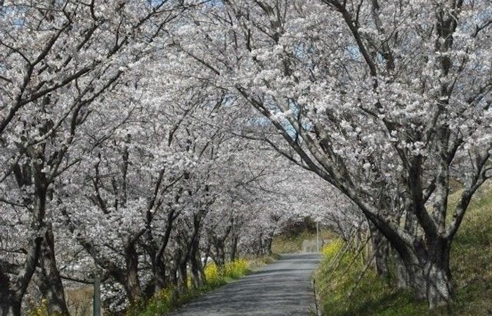 柳川 八女 筑後お花見21 柳川 八女 筑後 情緒あふれる桜景色を満喫 お花見おすすめ人気スポット14選 一休 Comレストラン 柳川 八女 筑後お花見21 柳川 八女 筑後 情緒あふれる桜景色を満喫 お花見おすすめ人気スポット14選 一休 Comレストラン