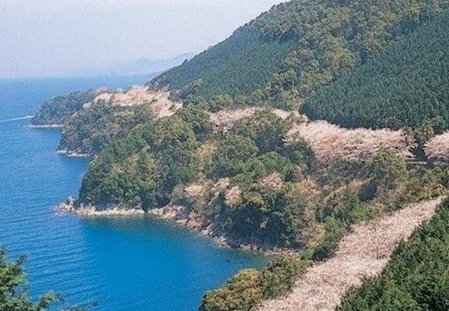 22年 熊本お花見で行きたい桜名所 熊本お花見におすすめ人気スポット8選 一休 Comレストラン 22年 熊本お花見で行きたい桜名所 熊本お花見におすすめ人気スポット8選 一休 Comレストラン