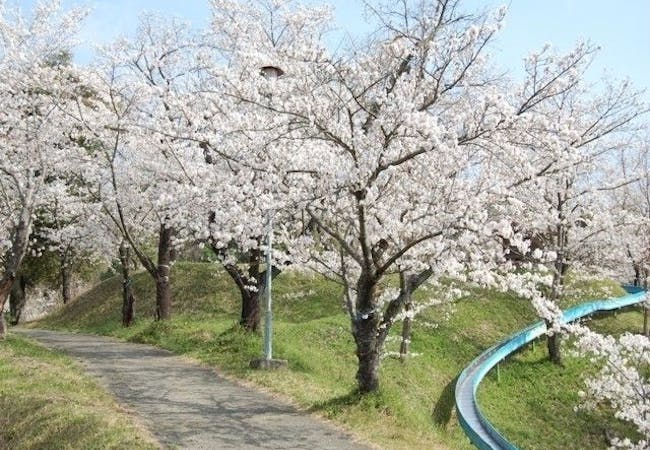 22年 熊本お花見で行きたい桜名所 熊本お花見におすすめ人気スポット8選 一休 Comレストラン 22年 熊本お花見で行きたい桜名所 熊本お花見におすすめ人気スポット8選 一休 Comレストラン