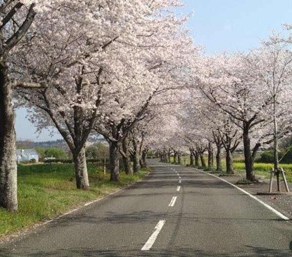 垂水公園 宮崎 宮崎市 人気お花見スポット 一休 Comレストラン 垂水公園 宮崎 宮崎市 人気お花見スポット 一休 Comレストラン