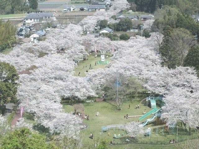 母智丘公園 宮崎 えびの 小林 都城 人気お花見スポット 一休 Comレストラン