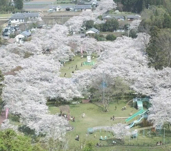 母智丘公園 宮崎 えびの 小林 都城 人気お花見スポット 一休 Comレストラン 母智丘公園 宮崎 えびの 小林 都城 人気お花見スポット 一休 Comレストラン