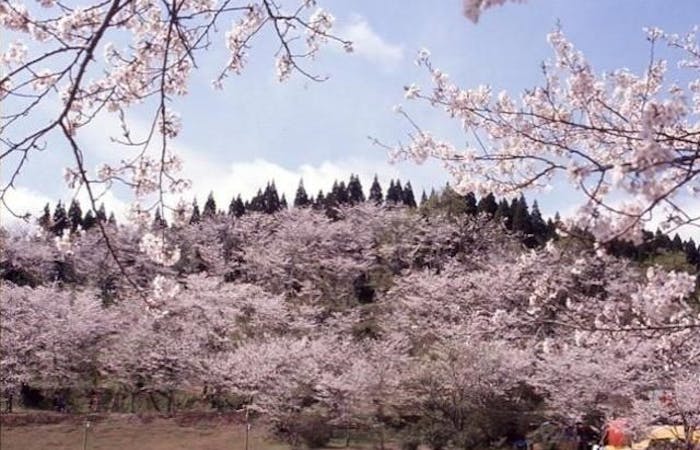 宮崎市お花見21 宮崎市 情緒あふれる桜景色を満喫 お花見おすすめ人気スポット11選 一休 Comレストラン 宮崎市お花見21 宮崎市 情緒あふれる桜景色を満喫 お花見おすすめ人気スポット11選 一休 Comレストラン