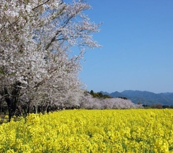 西都原 宮崎 西都 川南 人気お花見スポット 一休 Comレストラン 西都原 宮崎 西都 川南 人気お花見スポット 一休 Comレストラン