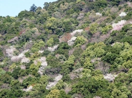 平和市民公園 大分 大分市 人気お花見スポット 一休 Comレストラン 平和市民公園 大分 大分市 人気お花見スポット 一休 Comレストラン