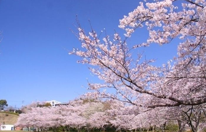 霧島市お花見21 霧島市 情緒あふれる桜景色を満喫 お花見おすすめ人気スポット9選 一休 Comレストラン 霧島市お花見21 霧島市 情緒あふれる桜景色を満喫 お花見おすすめ人気スポット9選 一休 Comレストラン