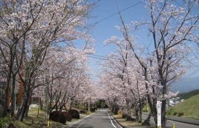 鹿児島市お花見21 鹿児島市 情緒あふれる桜景色を満喫 お花見おすすめ人気スポット9選 一休 Comレストラン 鹿児島市お花見21 鹿児島市 情緒あふれる桜景色を満喫 お花見おすすめ人気スポット9選 一休 Comレストラン