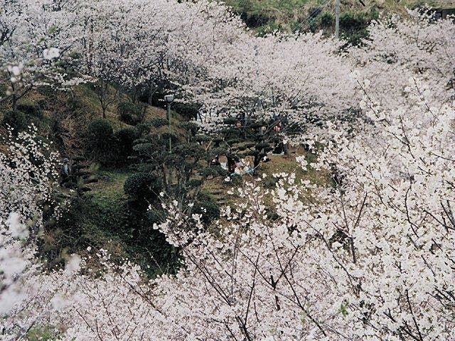 鹿児島市お花見21 鹿児島市 情緒あふれる桜景色を満喫 お花見おすすめ人気スポット9選 一休 Comレストラン