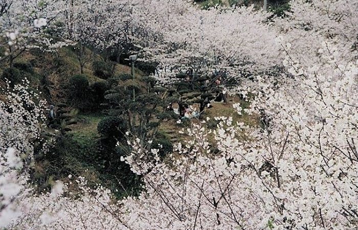 鹿児島市お花見21 鹿児島市 情緒あふれる桜景色を満喫 お花見おすすめ人気スポット9選 一休 Comレストラン 鹿児島市お花見21 鹿児島市 情緒あふれる桜景色を満喫 お花見おすすめ人気スポット9選 一休 Comレストラン