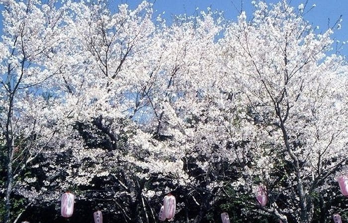 鹿児島市お花見21 鹿児島市 情緒あふれる桜景色を満喫 お花見おすすめ人気スポット9選 一休 Comレストラン 鹿児島市お花見21 鹿児島市 情緒あふれる桜景色を満喫 お花見おすすめ人気スポット9選 一休 Comレストラン