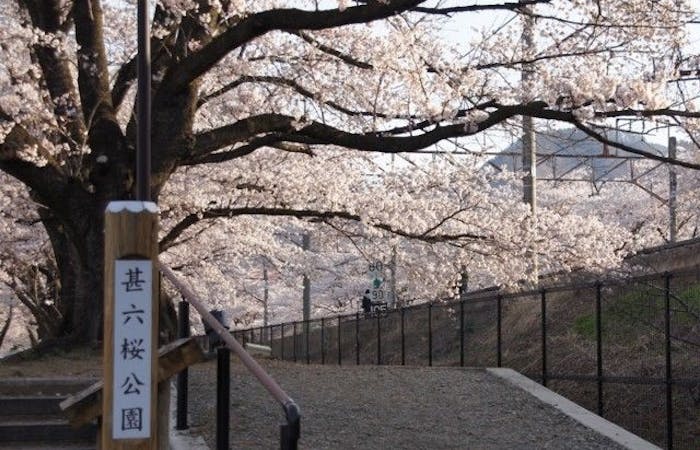 奥多摩お花見21 奥多摩 情緒あふれる桜景色を満喫 お花見おすすめ人気スポット21選 一休 Comレストラン 奥多摩お花見21 奥多摩 情緒あふれる桜景色を満喫 お花見おすすめ人気スポット21選 一休 Comレストラン