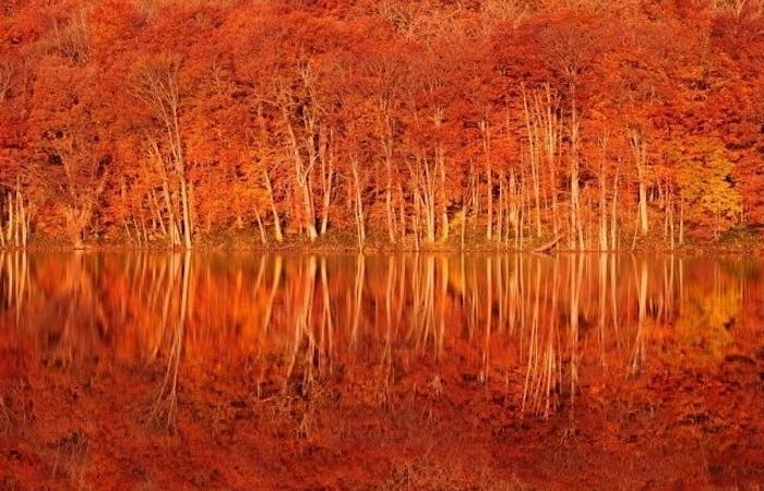 十和田紅葉21 十和田 秋の風物詩 紅葉を愉しむ 紅葉おすすめ人気スポット5選 一休 Comレストラン