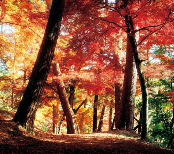 南湖公園 福島 白河 人気紅葉スポット 一休 Comレストラン 南湖公園 福島 白河 人気紅葉スポット 一休 Comレストラン