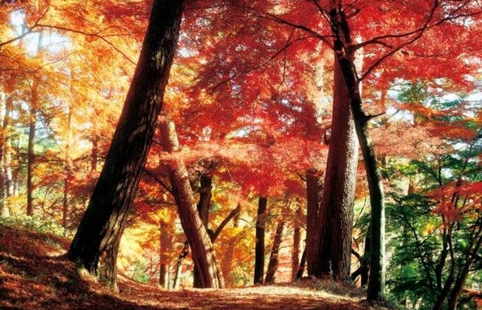 白河紅葉21 白河 秋の風物詩 紅葉を愉しむ 紅葉おすすめ人気スポット5選 一休 Comレストラン 白河紅葉21 白河 秋の風物詩 紅葉を愉しむ 紅葉おすすめ人気スポット5選 一休 Comレストラン