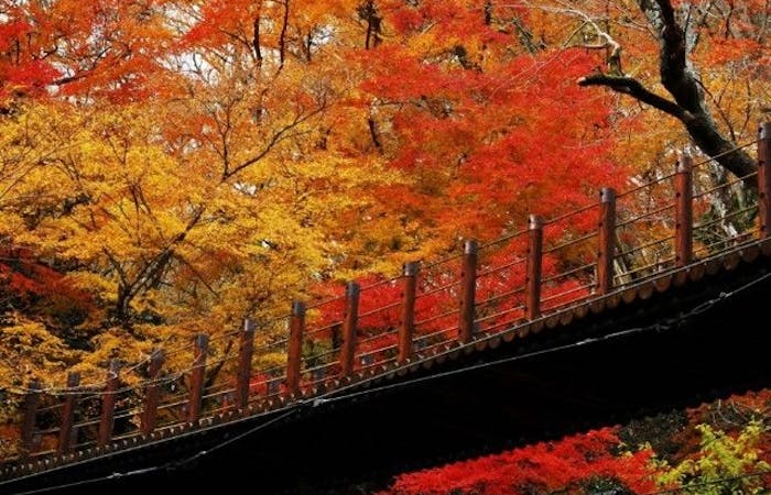 北茨城 奥久慈 日立紅葉 北茨城 奥久慈 日立 秋の風物詩 紅葉を愉しむ 紅葉おすすめ人気スポット5選 一休 Comレストラン