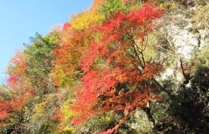 勝浦 鴨川紅葉21 勝浦 鴨川 秋の風物詩 紅葉を愉しむ 紅葉おすすめ人気スポット4選 一休 Comレストラン