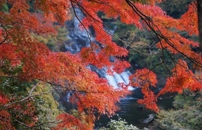 勝浦 鴨川紅葉21 勝浦 鴨川 秋の風物詩 紅葉を愉しむ 紅葉おすすめ人気スポット4選 一休 Comレストラン 勝浦 鴨川紅葉21 勝浦 鴨川 秋の風物詩 紅葉を愉しむ 紅葉おすすめ人気スポット4選 一休 Comレストラン