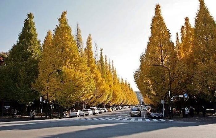 青山紅葉21 青山 秋の風物詩 紅葉を愉しむ 紅葉おすすめ人気スポット10選 一休 Comレストラン 青山紅葉21 青山 秋の風物詩 紅葉を愉しむ 紅葉おすすめ人気スポット10選 一休 Comレストラン