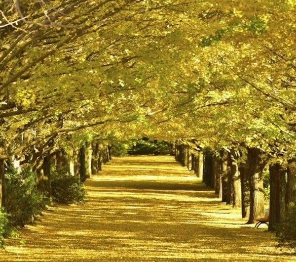 国営昭和記念公園 東京 立川 人気紅葉スポット 一休 Comレストラン 国営昭和記念公園 東京 立川 人気紅葉スポット 一休 Comレストラン