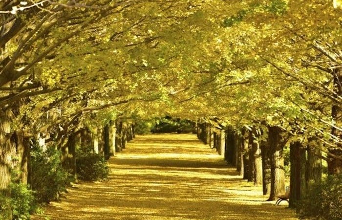 立川紅葉21 立川 秋の風物詩 紅葉を愉しむ 紅葉おすすめ人気スポット選 一休 Comレストラン 立川紅葉21 立川 秋の風物詩 紅葉を愉しむ 紅葉おすすめ人気スポット選 一休 Comレストラン