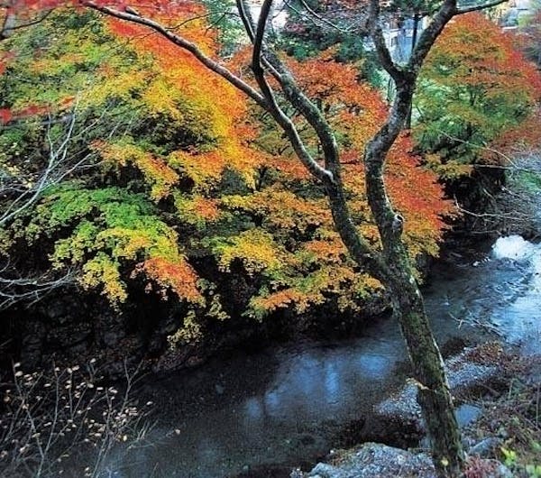 秋川渓谷 東京 奥多摩 人気紅葉スポット 一休 Comレストラン 秋川渓谷 東京 奥多摩 人気紅葉スポット 一休 Comレストラン