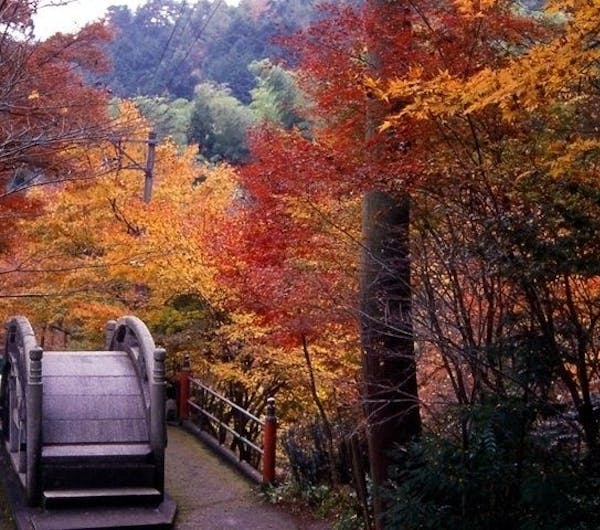 大矢田神社もみじ谷 岐阜 郡上 美濃 関 人気紅葉スポット 一休 Comレストラン 大矢田神社もみじ谷 岐阜 郡上 美濃 関 人気紅葉スポット 一休 Comレストラン