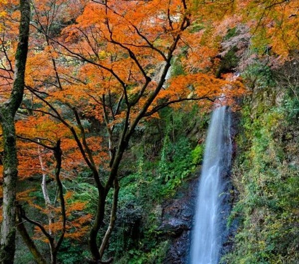 養老公園 岐阜 岐阜 大垣 養老 人気紅葉スポット 一休 Comレストラン 養老公園 岐阜 岐阜 大垣 養老 人気紅葉スポット 一休 Comレストラン