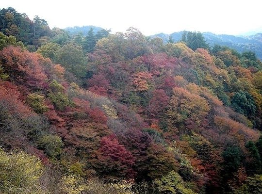 びわ湖バレイ 滋賀 大津 人気紅葉スポット 一休 Comレストラン