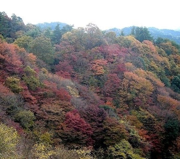 比叡山延暦寺 滋賀 大津 人気紅葉スポット 一休 Comレストラン
