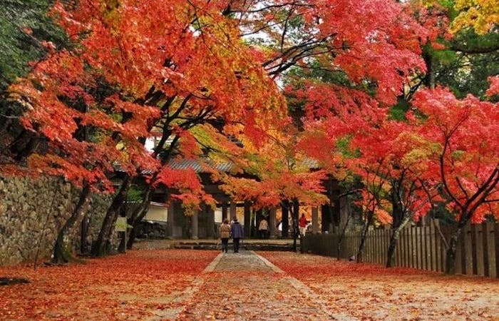 近江八幡 東近江紅葉21 近江八幡 東近江 秋の風物詩 紅葉を愉しむ 紅葉おすすめ人気スポット25選 一休 Comレストラン