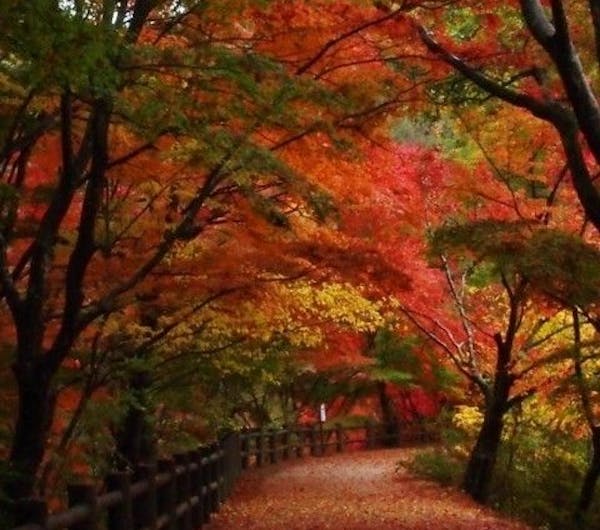 神戸市立森林植物園 兵庫 神戸 人気紅葉スポット 一休 Comレストラン 神戸市立森林植物園 兵庫 神戸 人気紅葉スポット 一休 Comレストラン
