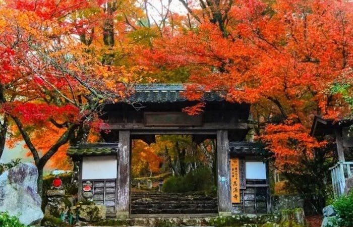 丹波紅葉 丹波 秋の風物詩 紅葉を愉しむ 紅葉おすすめ人気スポット2選 一休 Comレストラン