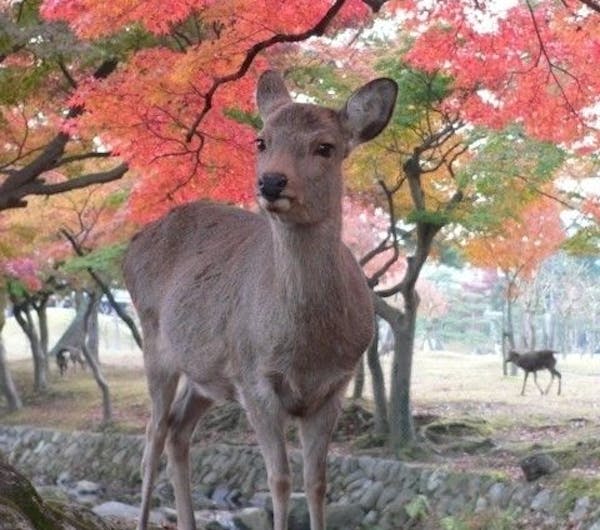 奈良公園 奈良 奈良市 人気紅葉スポット 一休 Comレストラン