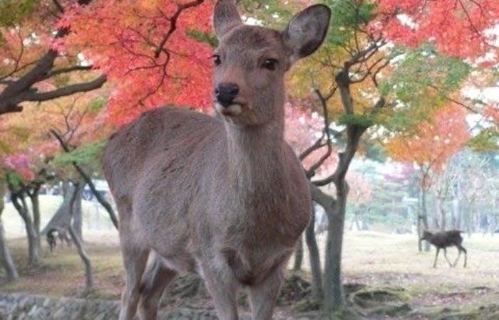 奈良市紅葉 奈良市 秋の風物詩 紅葉を愉しむ 紅葉おすすめ人気スポット30選 一休 Comレストラン