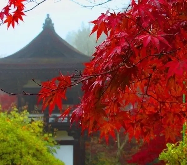 長岳寺 奈良 桜井 橿原 明日香村 人気紅葉スポット 一休 Comレストラン 長岳寺 奈良 桜井 橿原 明日香村 人気紅葉スポット 一休 Comレストラン