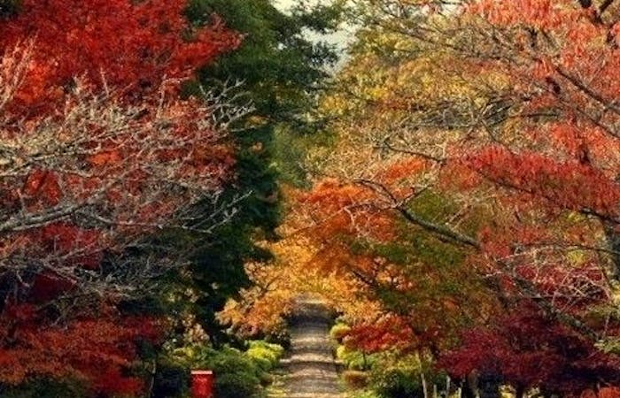秋月紅葉22 秋月 秋の風物詩 紅葉を愉しむ 紅葉おすすめ人気スポット6選 一休 Comレストラン 秋月紅葉22 秋月 秋の風物詩 紅葉を愉しむ 紅葉おすすめ人気スポット6選 一休 Comレストラン