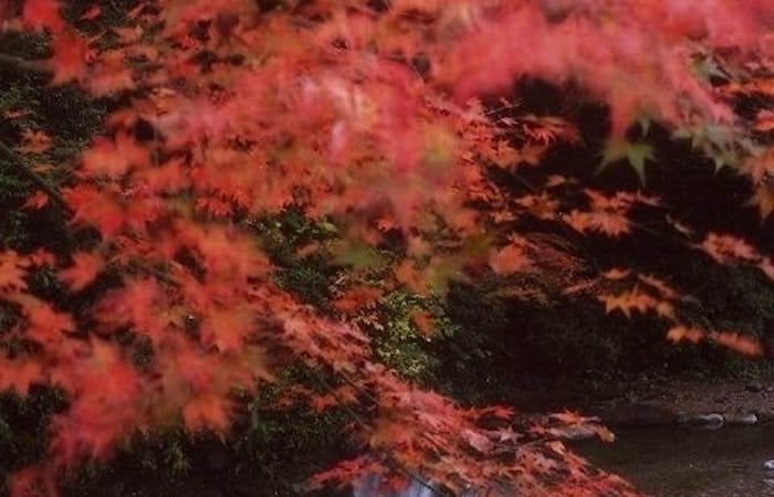 諫早 大村 波佐見紅葉21 諫早 大村 波佐見 秋の風物詩 紅葉を愉しむ 紅葉おすすめ人気スポット4選 一休 Comレストラン 諫早 大村 波佐見紅葉21 諫早 大村 波佐見 秋の風物詩 紅葉を愉しむ 紅葉おすすめ人気スポット4選 一休 Comレストラン