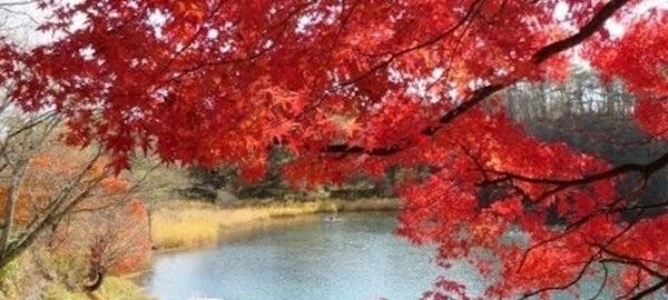 北茨城 奥久慈 日立紅葉 北茨城 奥久慈 日立 秋の風物詩 紅葉を愉しむ 紅葉おすすめ人気スポット5選 一休 Comレストラン