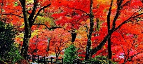 湯の山紅葉21 湯の山 秋の風物詩 紅葉を愉しむ 紅葉おすすめ人気スポット6選 一休 Comレストラン 湯の山紅葉21 湯の山 秋の風物詩 紅葉を愉しむ 紅葉おすすめ人気スポット6選 一休 Comレストラン