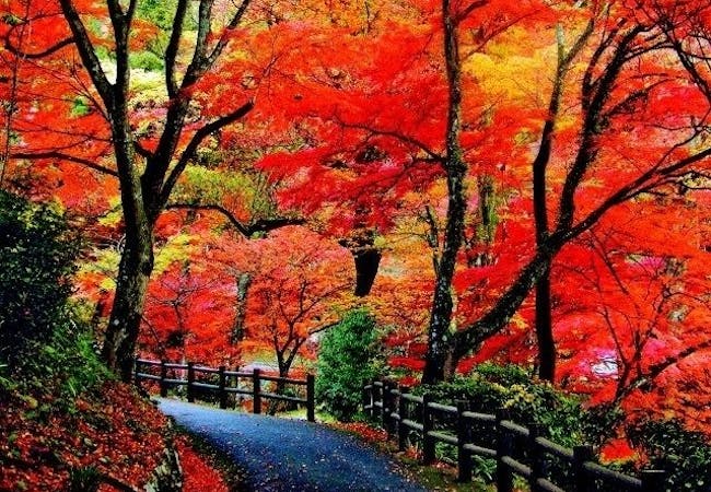 岐阜紅葉21 岐阜 秋の風物詩 紅葉を愉しむ 紅葉おすすめ人気スポット9選 一休 Comレストラン 岐阜紅葉21 岐阜 秋の風物詩 紅葉を愉しむ 紅葉おすすめ人気スポット9選 一休 Comレストラン