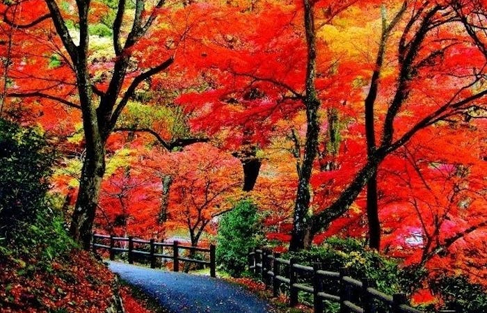 養老紅葉 養老 秋の風物詩 紅葉を愉しむ 紅葉おすすめ人気スポット24選 一休 Comレストラン 養老紅葉 養老 秋の風物詩 紅葉を愉しむ 紅葉おすすめ人気スポット24選 一休 Comレストラン