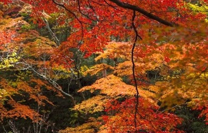 岡崎紅葉21 岡崎 秋の風物詩 紅葉を愉しむ 紅葉おすすめ人気スポット4選 一休 Comレストラン 岡崎紅葉21 岡崎 秋の風物詩 紅葉を愉しむ 紅葉おすすめ人気スポット4選 一休 Comレストラン