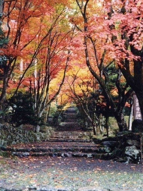 近江八幡 東近江紅葉2020 近江八幡 東近江 秋の風物詩 紅葉を愉し