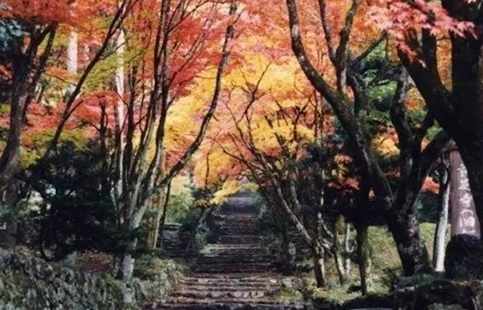 近江八幡 東近江紅葉2020 近江八幡 東近江 秋の風物詩 紅葉を愉し