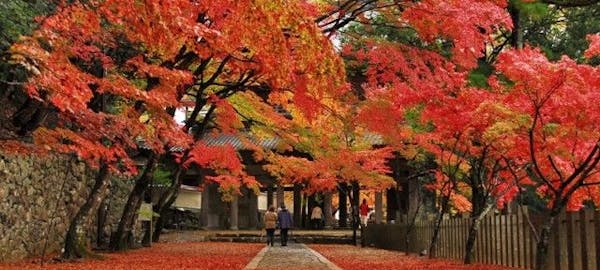 彦根紅葉21 彦根 秋の風物詩 紅葉を愉しむ 紅葉おすすめ人気スポット8選 一休 Comレストラン